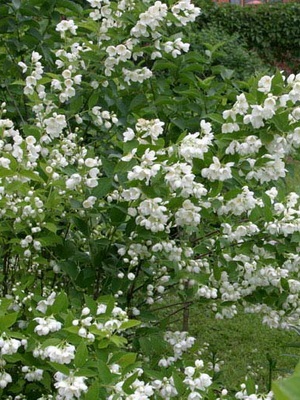 Arbore decorative Chubushnik fotografie și descrierea speciilor și soiurilor, plantarea și îngrijirea Chubushnik