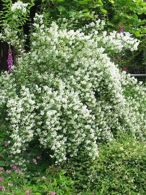 Arbore decorative Chubushnik fotografie și descrierea speciilor și soiurilor, plantarea și îngrijirea Chubushnik