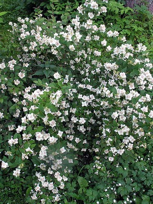 Arbore decorative Chubushnik fotografie și descrierea speciilor și soiurilor, plantarea și îngrijirea Chubushnik