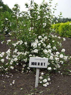 Arbore decorative Chubushnik fotografie și descrierea speciilor și soiurilor, plantarea și îngrijirea Chubushnik