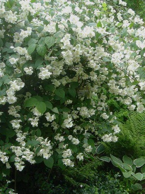 Arbore decorative Chubushnik fotografie și descrierea speciilor și soiurilor, plantarea și îngrijirea Chubushnik