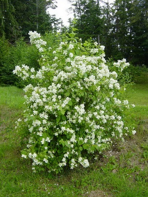 Arbore decorative Chubushnik fotografie și descrierea speciilor și soiurilor, plantarea și îngrijirea Chubushnik