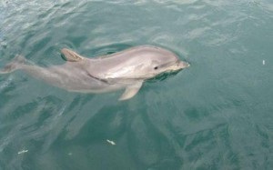 Delfinenok született