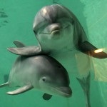 Delfinenok született