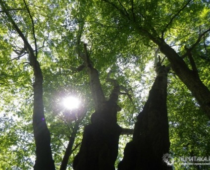 Parcul dendrologic al kudepsta