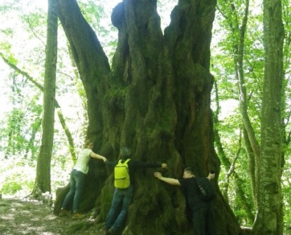 Parcul dendrologic al kudepsta