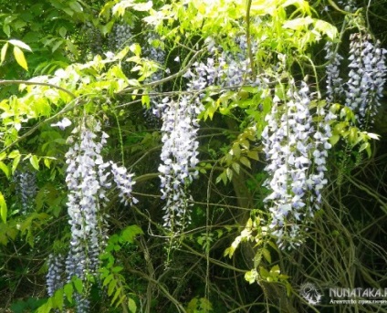 Parcul dendrologic al kudepsta