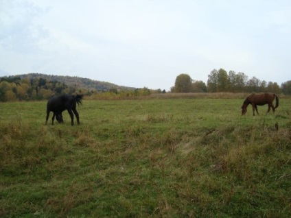 Satele munților Altai - descriere, fotografie