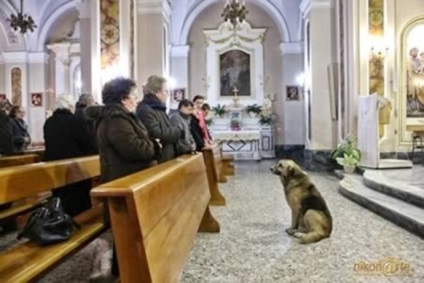 Zece povesti despre câinii cei mai devotați