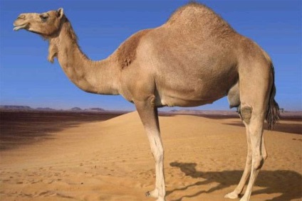 Dromedary (dromedary) - egyszarvú teve, leírás, fotó