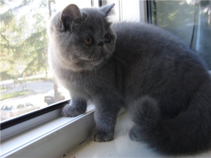 Exotice Shorthair pisica fotografie, video, descrierea rasei