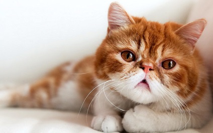 Exotice Shorthair pisica fotografie, video, descrierea rasei