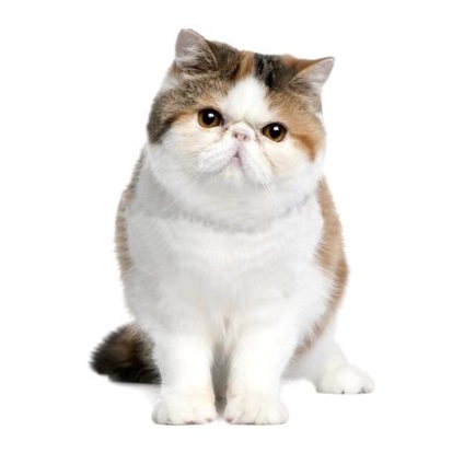 Exotikus rövidszőrű macska fotó, videó, fajta leírása