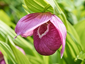 Enciclopedia de papuci de plante