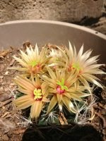 Escobaria, cactusi acasa, flori de vis