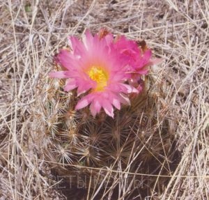 Escobaria, cactusi acasa, flori de vis