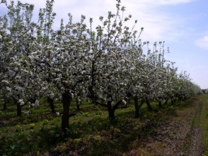 Formarea coroanei de copaci pentru climă severă