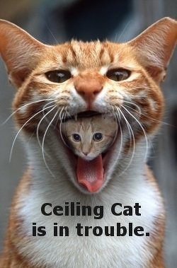 Plafoane de pisica tavan (pisica tavan)
