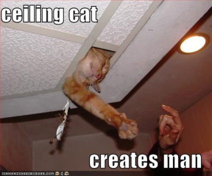 Фотожаба стельовий кіт (ceiling cat)