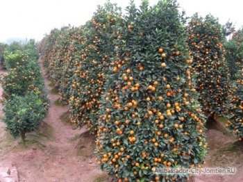 Descrierea fructelor kumquat, proprietăți utile, comentarii și comentarii