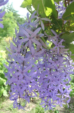 Fuchsia - articole - petrea - cununa reginei