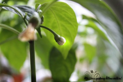 Kertészet, miért esik virágok és petefészkek a paprika és mi a teendő