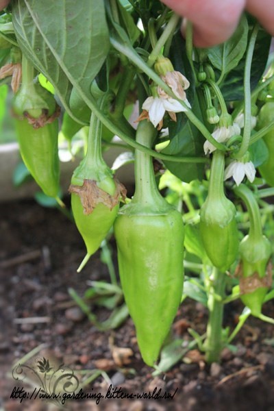 Kertészet, miért esik virágok és petefészkek a paprika és mi a teendő