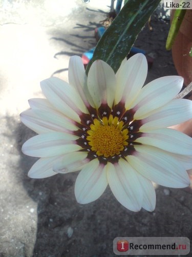 Gazania (gatsania) - 