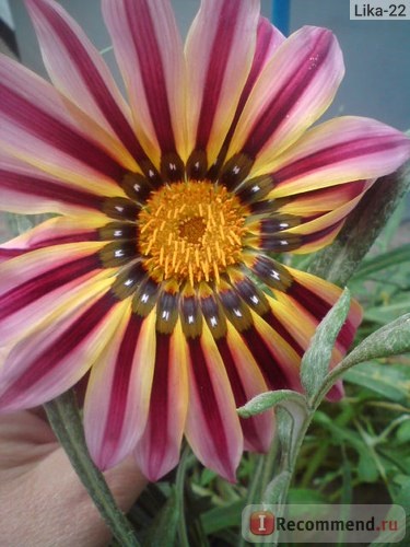 Gazania (gatsania) - 