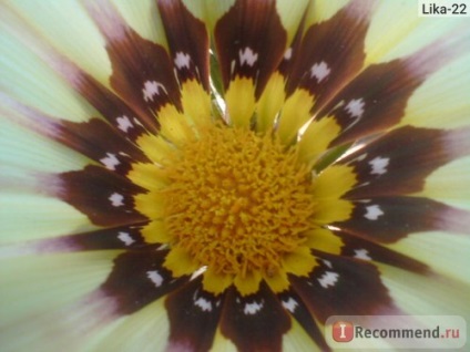 Gazania (gatsania) - 