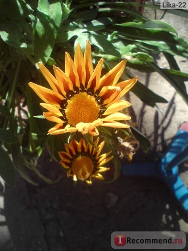 Gazania (gatsania) - 