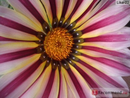 Gazania (gatsania) - 