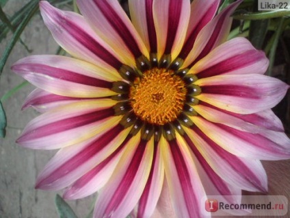 Gazania (gatsania) - 