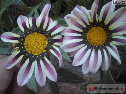 Gazania (gatsania) - 