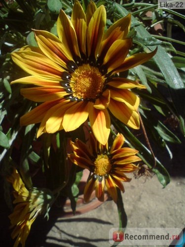 Gazania (gatsania) - 