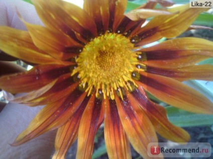 Gazania (gatsania) - 