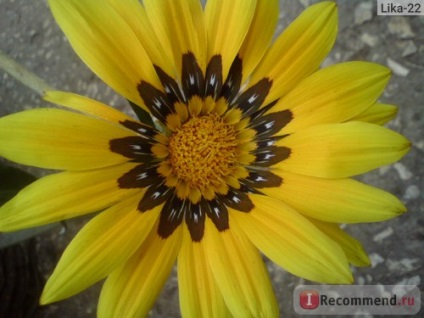 Gazania (gatsania) - 