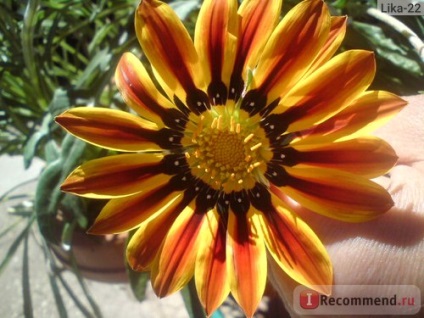 Gazania (gatsania) - 