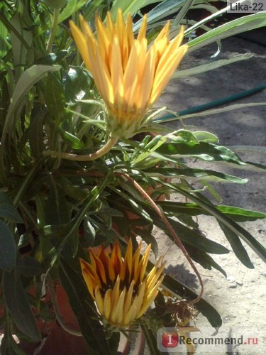 Gazania (gatsania) - 