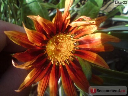 Gazania (gatsania) - 