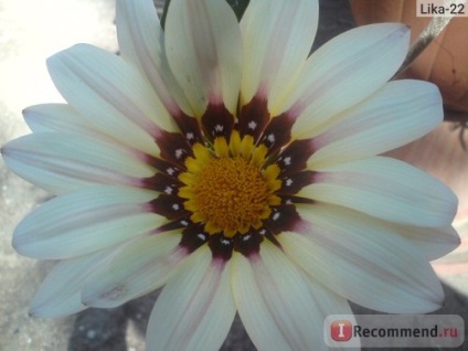 Gazania (gatsania) - 