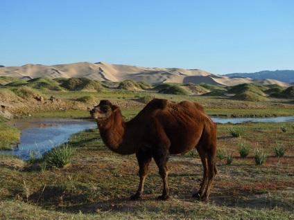 Hol él a teve egyfejű (dromedary) és bicorne (Bactrian), minden az állatokról