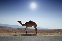 Hol él a teve egyfejű (dromedary) és bicorne (Bactrian), minden az állatokról