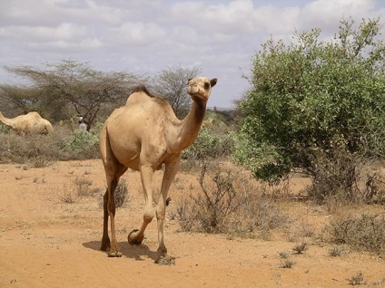 Hol él a teve egyfejű (dromedary) és bicorne (Bactrian), minden az állatokról