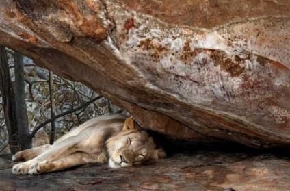 Hol élnek az oroszlánok? Afrikai oroszlán