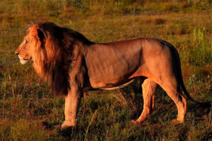 Unde locuiesc leii animalele? Leul african