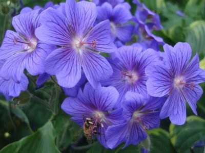 Geranium grădină perene (magnific, Himalaya) plantare și îngrijire în grădină, în țară