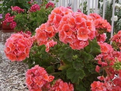 Geranium grădină perene (magnific, Himalaya) plantare și îngrijire în grădină, în țară