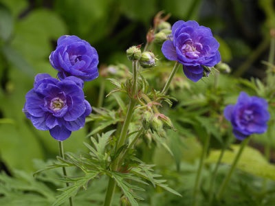 Geranium grădină perene (magnific, Himalaya) plantare și îngrijire în grădină, în țară