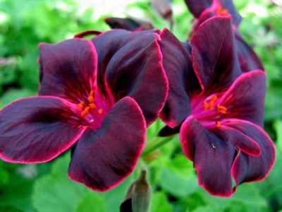 Geranium grădină perene (magnific, Himalaya) plantare și îngrijire în grădină, în țară